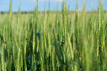 green wheat field on blue sky background