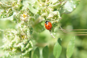 A red ladybug on a green leaf. It is lit by sunlight
