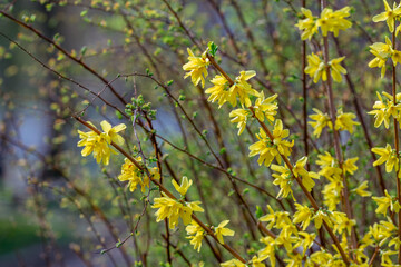 Beautiful blooming forsythia bush with yellow flowers, growing in the garden. Abstract natural...