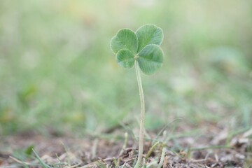 四つ葉のクローバー