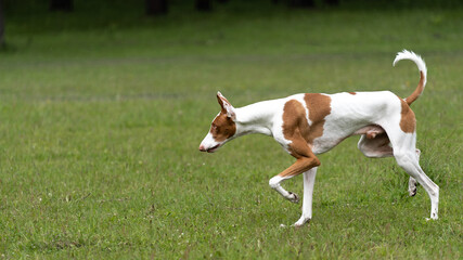 Naklejka na ściany i meble White dog with red spots breed the Podenco of Ibicenco running around the lawn in the forest