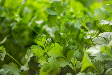 Fototapeta na wymiar Fresh green parsley growing in the garden, close-up background