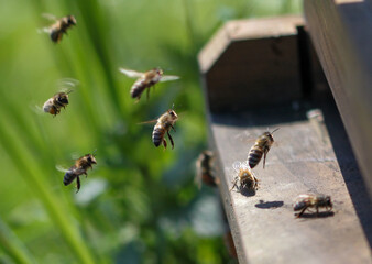 Bienenflug