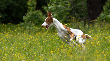 White dog with red spots breed the Podenco of Ibicenco running around the lawn in the forest