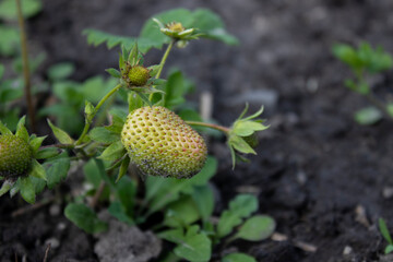 A strawberry growing in a garden. Farming concept. High quality photo