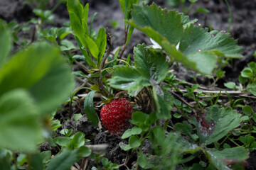 A strawberry growing in a garden. Farming concept. High quality photo