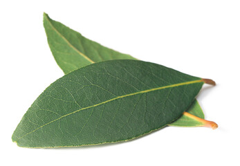 fresh bay leaves isolated on the white background