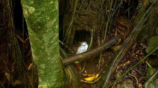 White-tailed tropic bird in Seychelles, hiding and nesting
