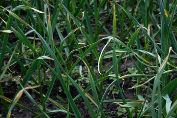 onions and garlic grow in the garden. Plant vegetables. Farming concept. High quality photo