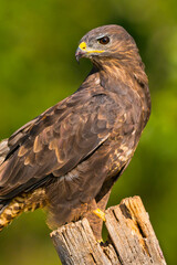 Buzzard, Buteo buteo, Spanish Forest, Castile and Leon, Spain, Europe