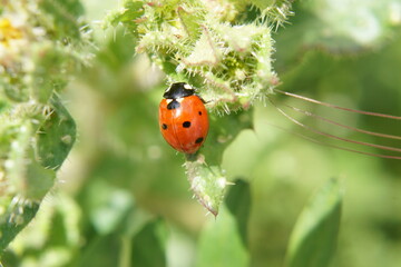 A red ladybug on a green leaf. It is lit by sunlight - Summer in France