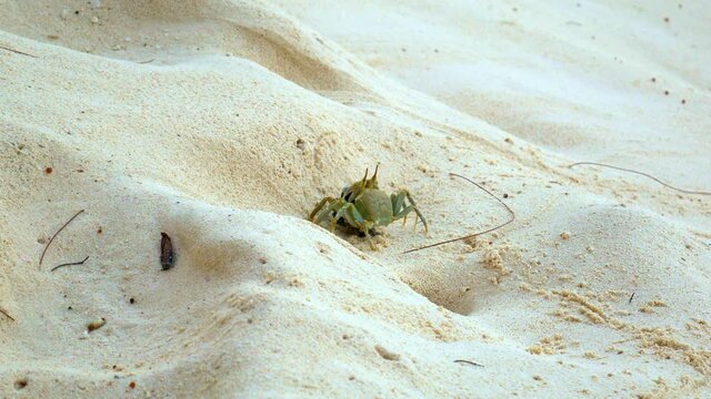Ghost crab on tropical beach in Africa kills and eats turtle hatchling