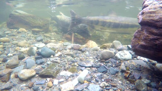 Salmon fighting over territory to spawn in river bed
