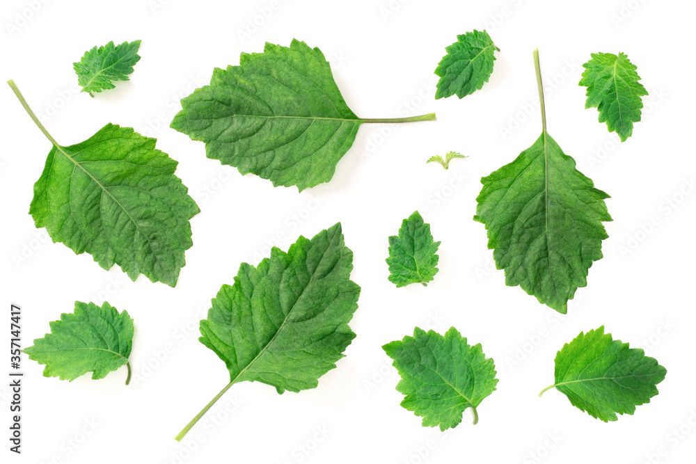 Wall mural collection of fresh patchouli (pogostemon cablin) leaves isolated on the white background, top view