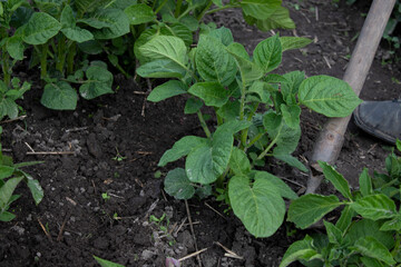 Work in the garden. Hand with a hoe. Plant vegetables. Hard, dirty work. Village, land. Farming concept. High quality photo