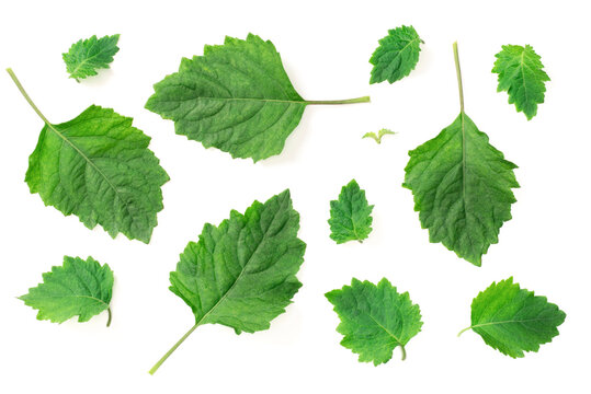 collection of fresh Patchouli (Pogostemon cablin) leaves isolated on the white background, top view