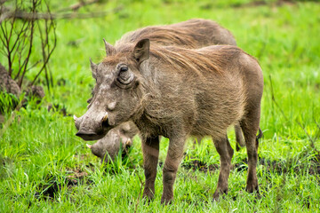 Warthog, Phacochoerus africanus, Kruger National Park, South Africa, Africa