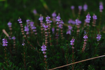 The violet field. The little flower has violet colour and grows up to show every Stare