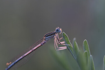 Dragonfly showing of eyes and wings detail.Macro shots, Beautiful nature scene dragonfly.