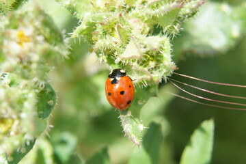 A red ladybug on a green leaf. It is lit by sunlight - Summer in France