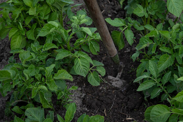 Work in the garden. Hand with a hoe. Plant vegetables. Hard, dirty work. Village, land. Farming concept. High quality photo