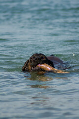 Fototapeta premium Swimming Dog