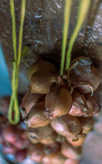 Small onions tie up on thread