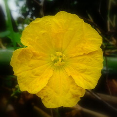 Close-up shot of Wax gourd flower