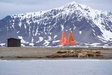 Walrus colony at 