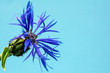 Blue Cornflower Flower Isolated on Blue Background . Copy space for text