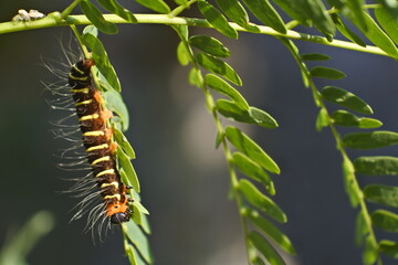 a caterpillar with a brilliant color creeping over the leaves