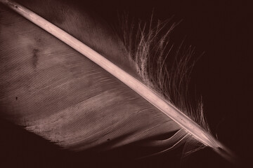 Macro shot of a bird feather. Abstract illustration, in monochrome and sepia. Analog film with additional grain.