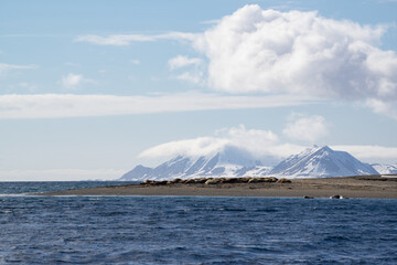 Walrus colony at 