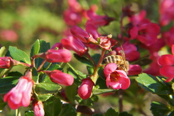 Beautiful little flowers with sensational colors with a bee that is foraging