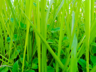 Fresh green leaves background, green small plant in the garden.