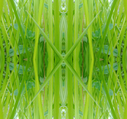 Fresh green leaves background, green small plant in the garden.