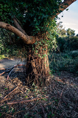 tree in the forest