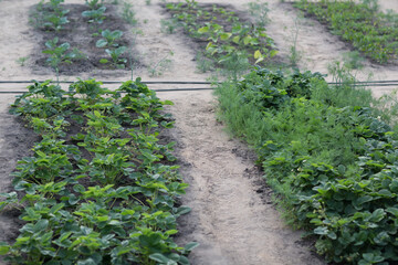 Beds with young strawberry bushes in vegetable garden