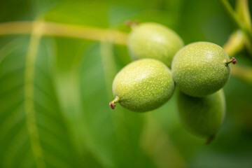junge Waln&uuml;sse reifen und wachsen in Ihren gr&uuml;nen Fruchth&uuml;llen am Walnussbaum.