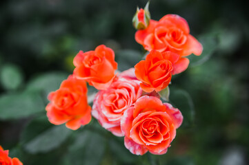 Landscape. Flowers in the garden. Garden Ideas. Orange roses