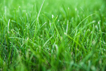 Lawn. Green lawn. Fresh lawn. Landscape