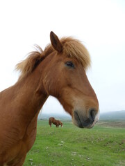 portrait of a brown horse in Iceland