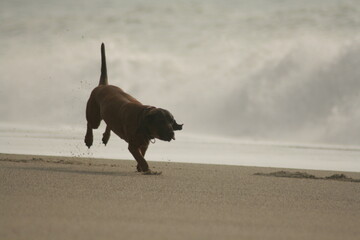 Dog at the Beach