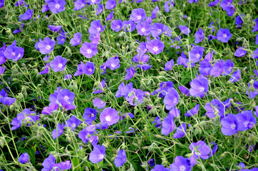 flower beds tend to be more aesthetically impressive. a flowerbed of a sidewalk path with blue...
