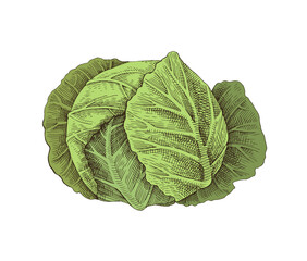Fototapeta premium Hand drawn white cabbage