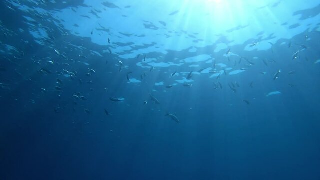 Backlight undersea image - Amberjack fishes in shallow water