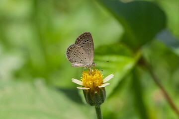 Flower with Lesser grass blue butterfly.