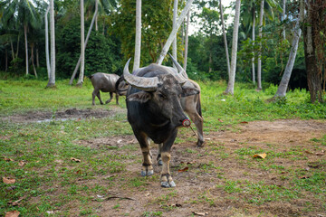 Black buffalo grazes in a meadow in the tropical jungle
