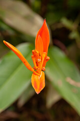 A beautiful colourful single tropical flower Parrot's Beak (Heliconia psittacorum)