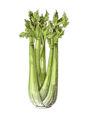 Hand drawn celery plant